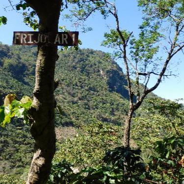 Midnight Oil - 5 lb Bag - Java Estate Roastery