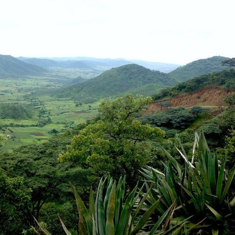 Tanzania Peaberry Korongo - 5 lb Bag - Java Estate Roastery