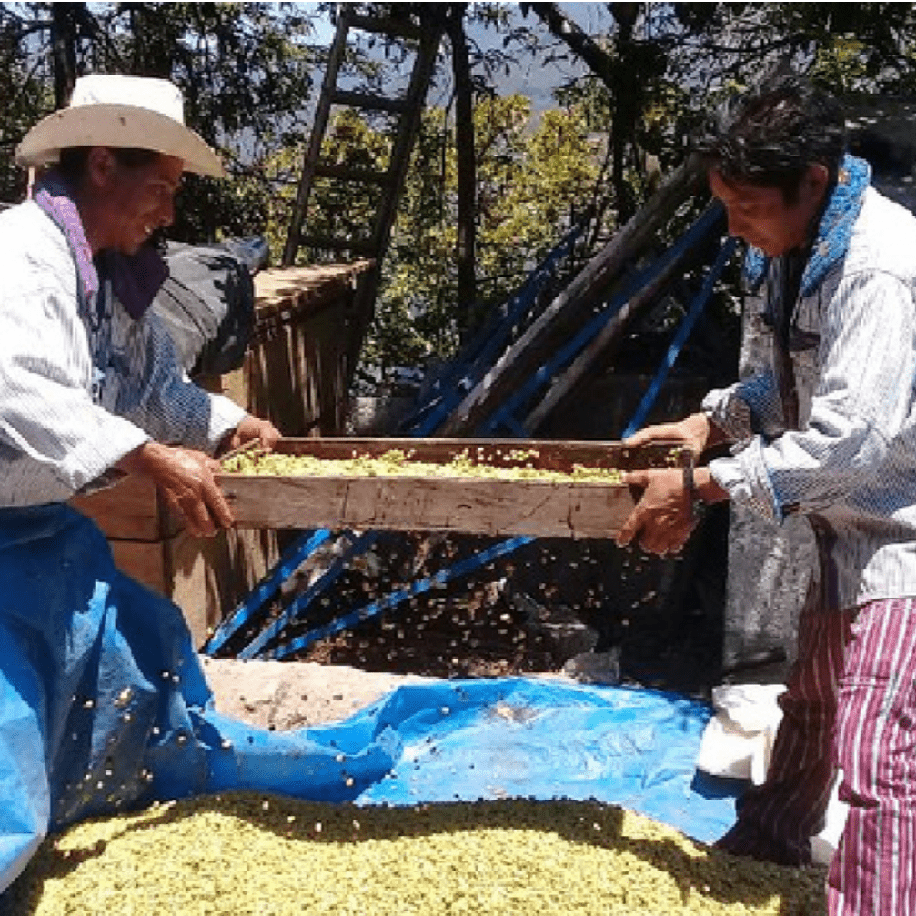 Guatemala Ixlama - 5 lb Bag – Java Estate Roastery