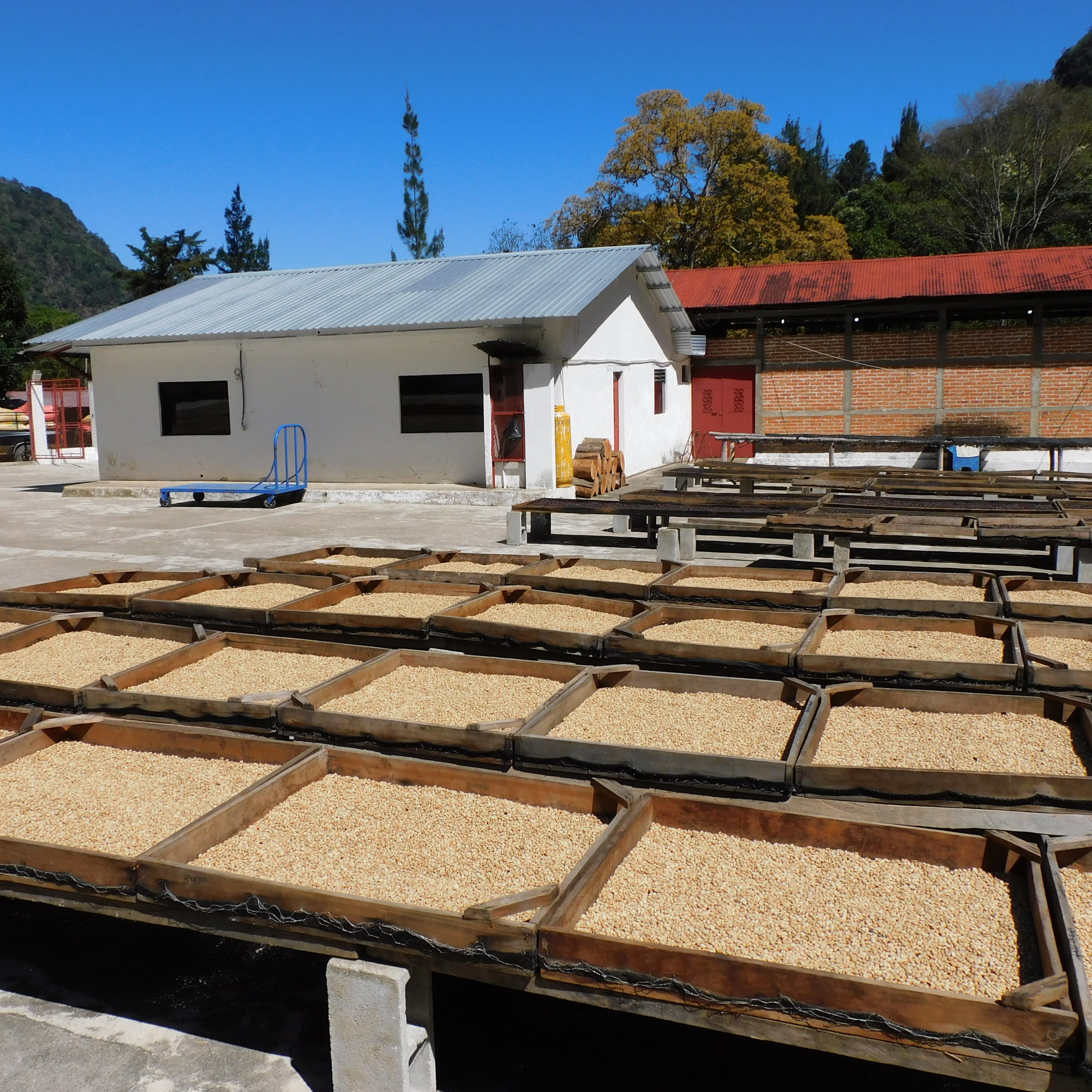 Guatemala El Sarral - 5 lb Bag – Java Estate Roastery