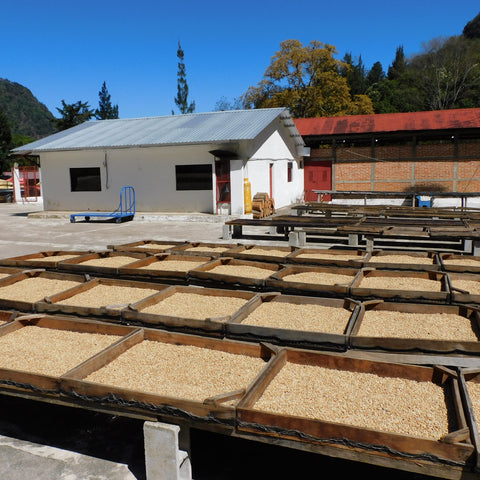 Guatemala El Sarral - 5 lb Bag - Java Estate Roastery