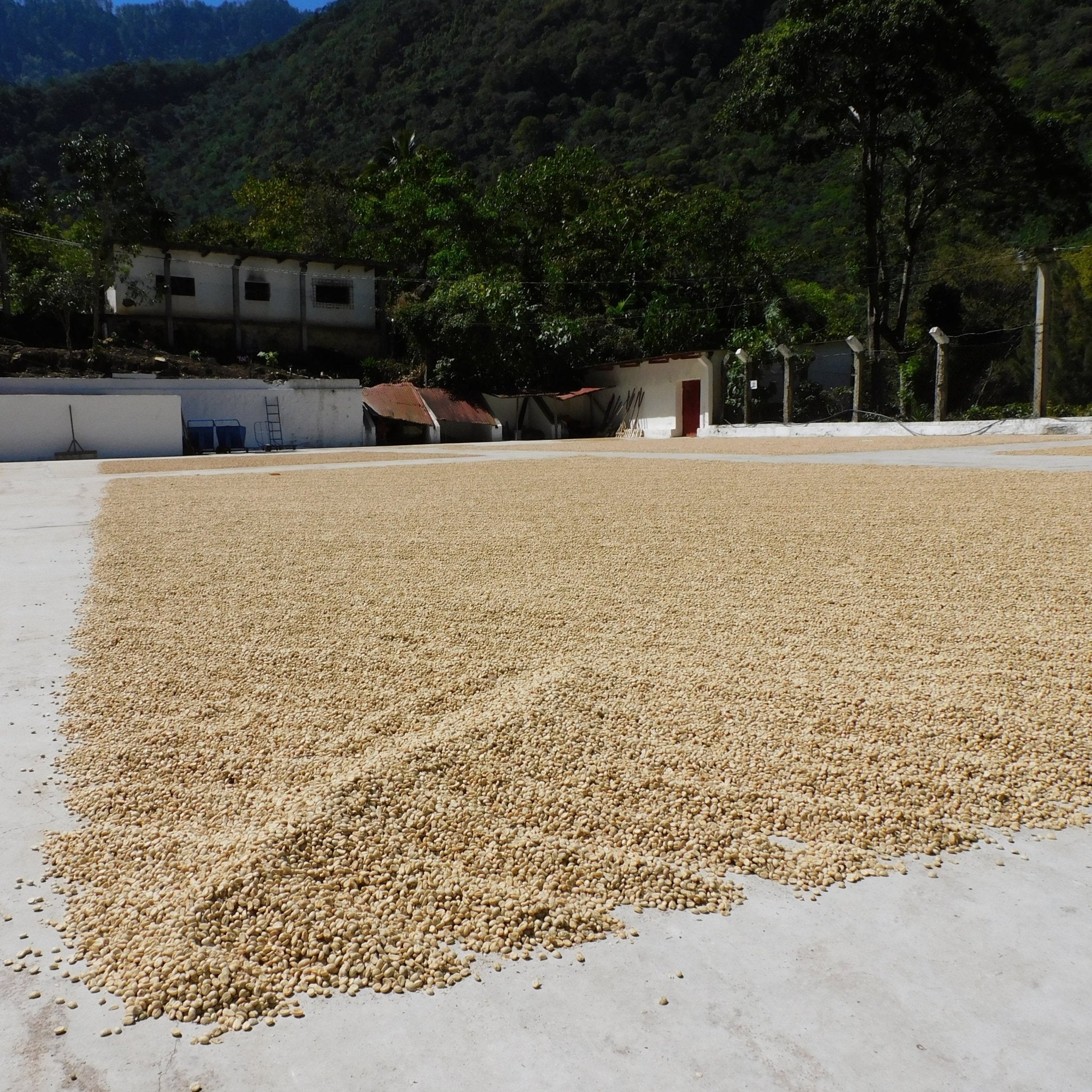 European Blend - 5 lb Bag – Java Estate Roastery