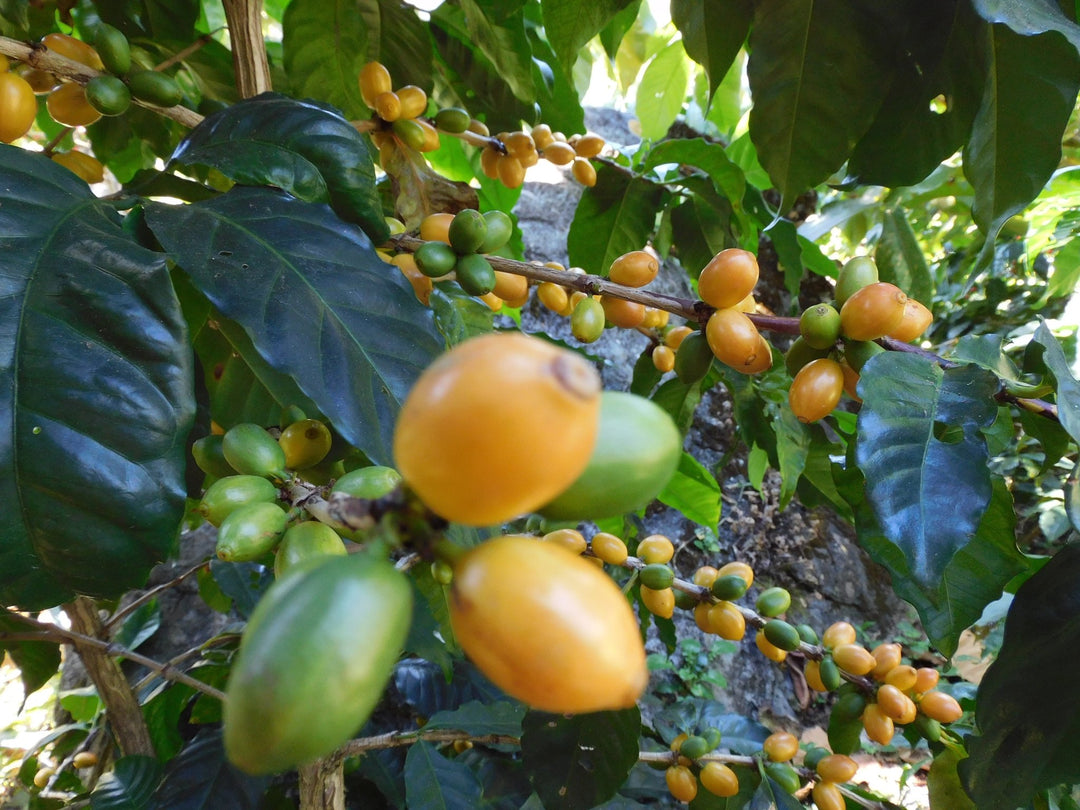 Brazil Minas Gerais - 5 lb Bag – Java Estate Roastery