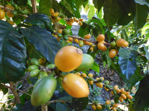 Brazil Minas Gerais - 5 lb Bag – Java Estate Roastery