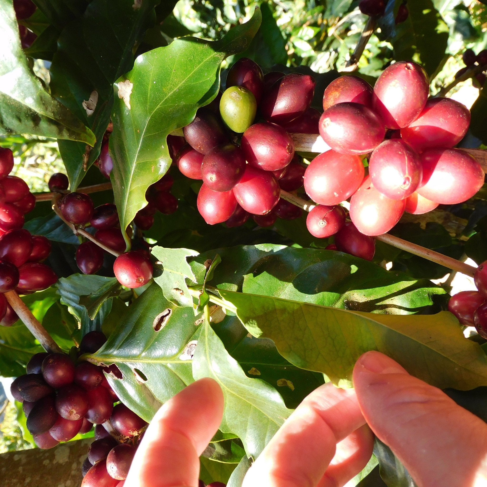 Organic Fair Trade Blend - 5 lb Bag – Java Estate Roastery