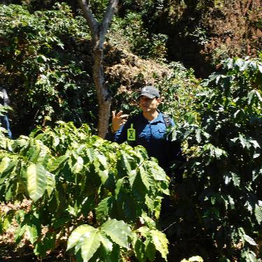 Decaf Organic Mexico - Swiss Water Process - 5 lb Bag – Java Estate ...