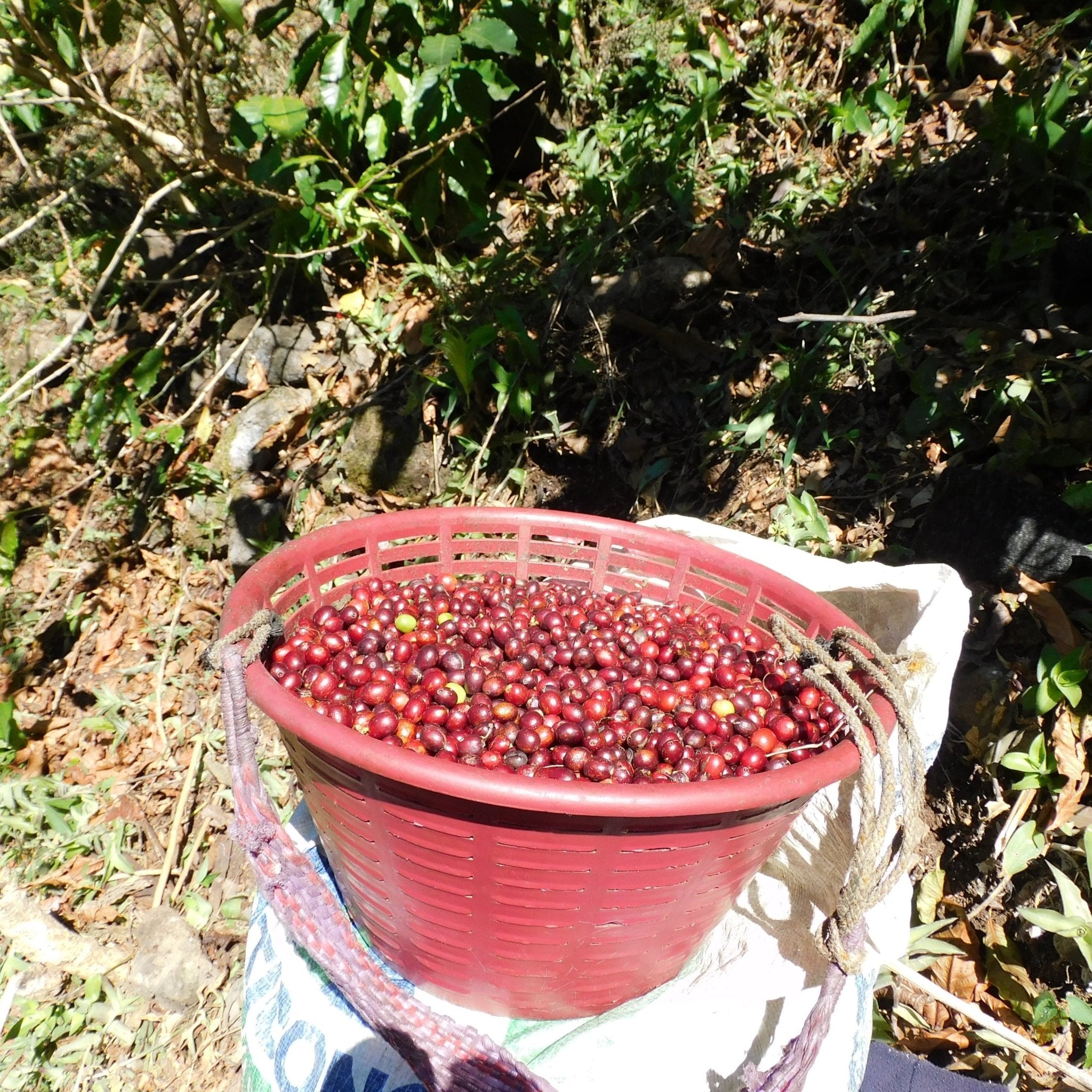 Colombia La Meseta - 5 lb Bag – Java Estate Roastery