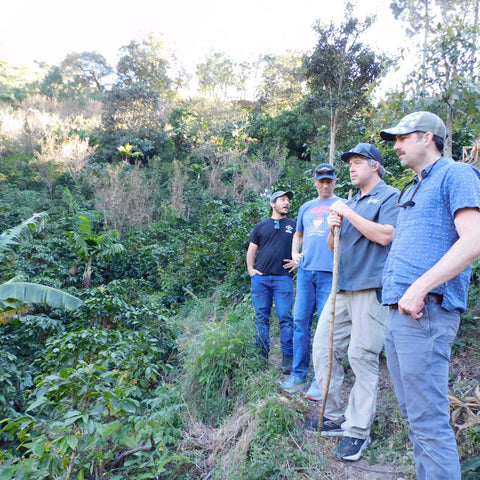 Guatemala El Sarral - 5 lb Bag - Java Estate Roastery