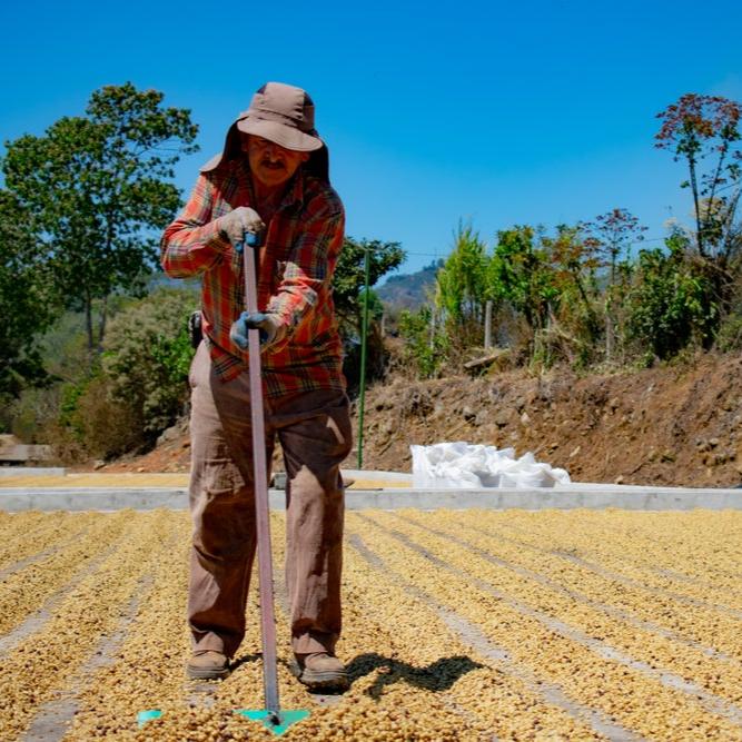 Java Estate Email Costa Rica La Pastora Wholesale Coffee - 5 lb Bag - Java Estate Roastery