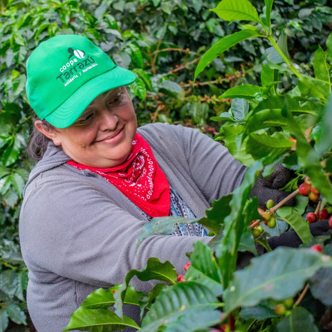 Costa Rica La Pastora - 5 lb Bag – Java Estate Roastery