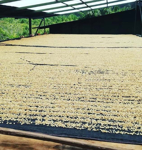 Organic Peru San Juan - 5 lb Bag - Java Estate Roastery