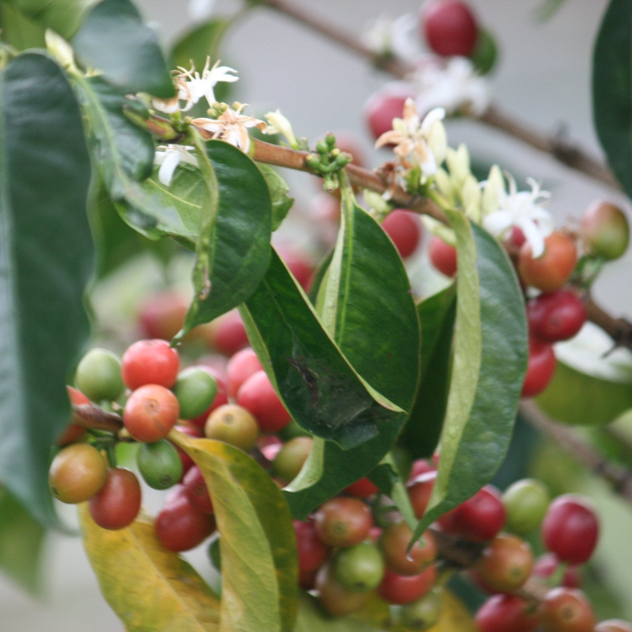 Decaf Colombia - European Process - 5 lb Bag – Java Estate Roastery