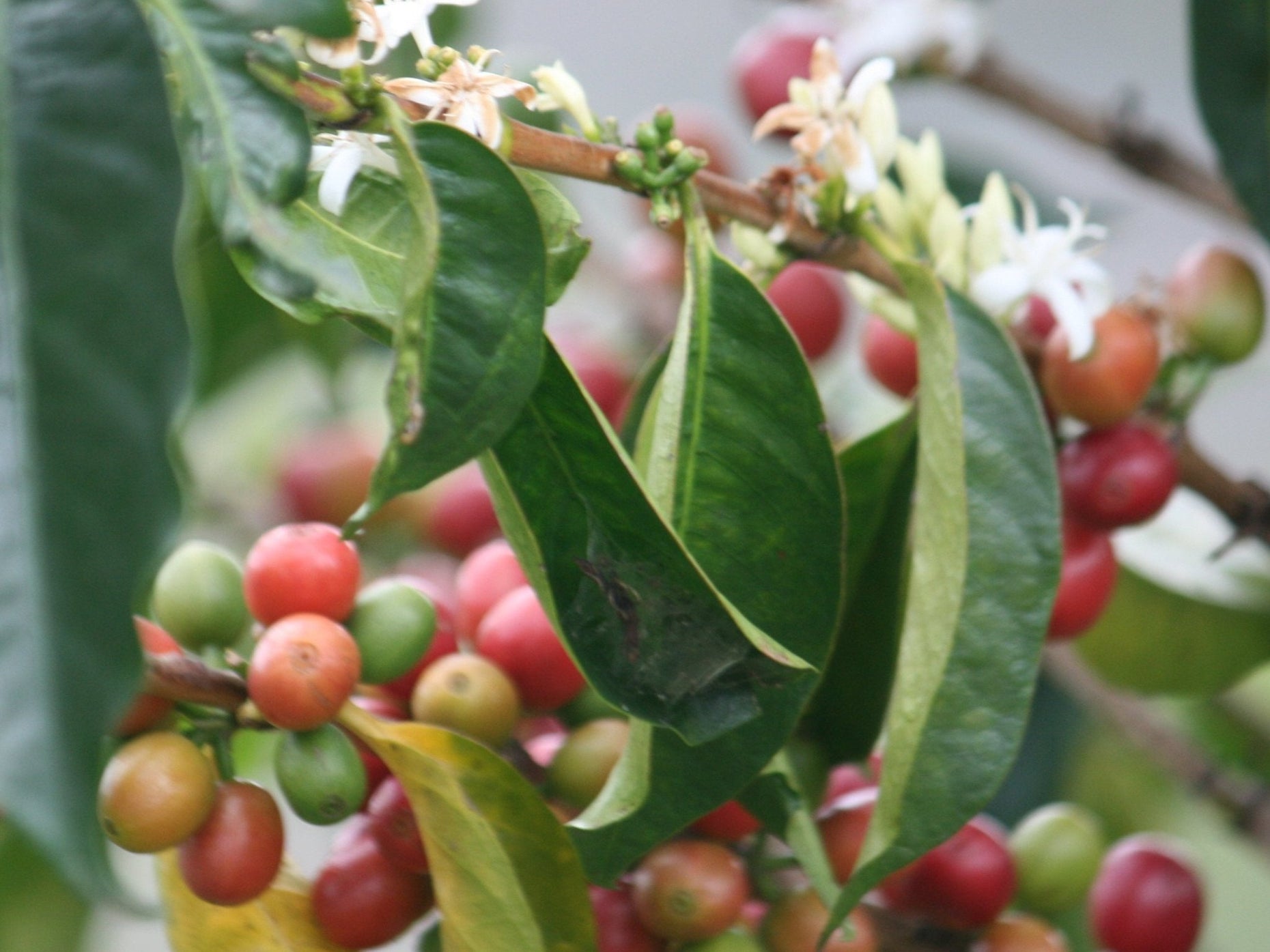 Wholesale Coffee Beans & Roasted Coffee - Java Estate Roastery