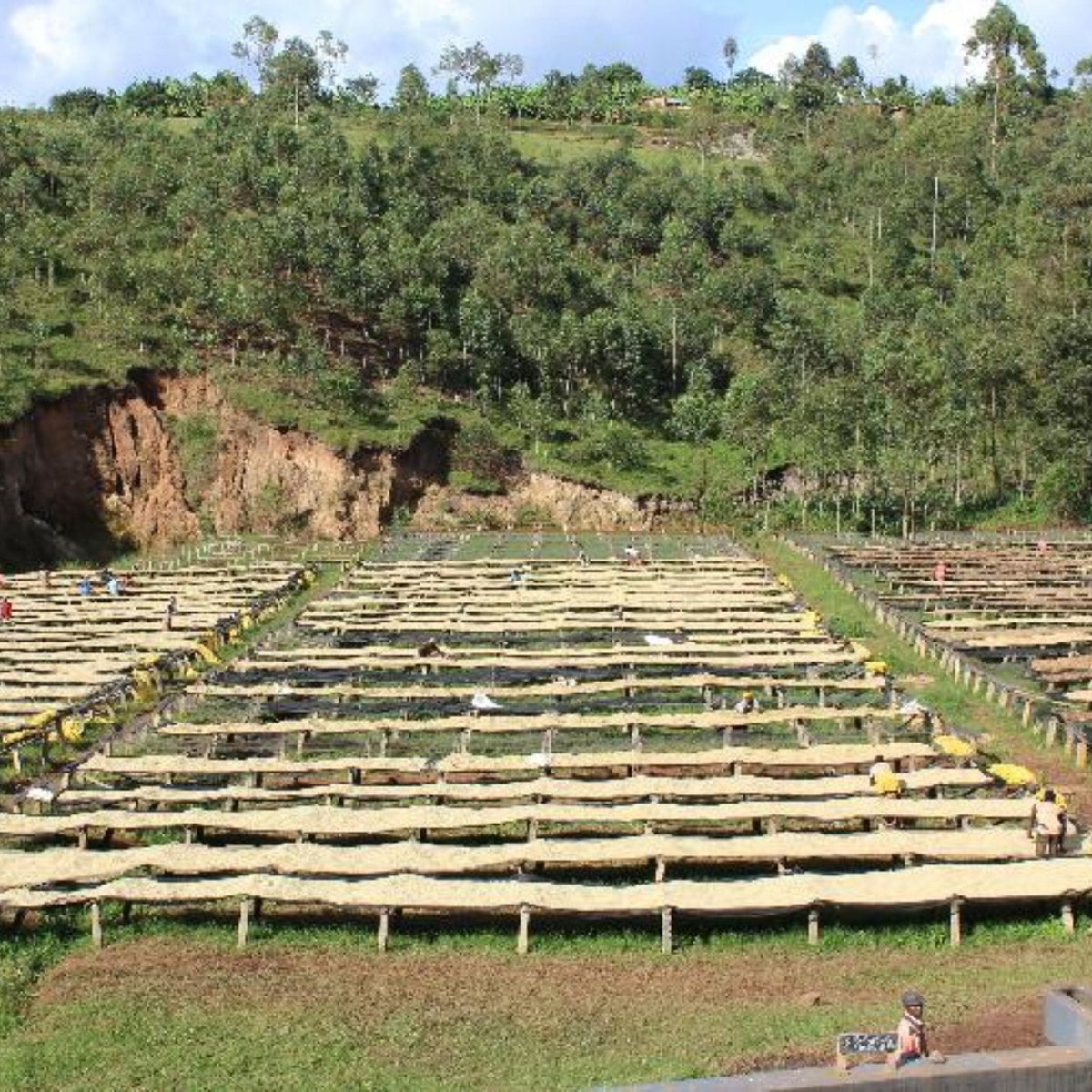 Wholesale Coffee Beans & Roasted Coffee - Java Estate Roastery