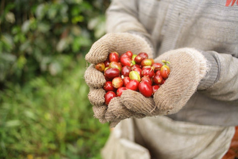 Java Sadayana - 5 lb Bag - Java Estate Roastery