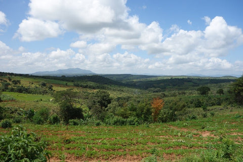 Tanzania Peaberry Korongo - 5 lb Bag - Java Estate Roastery