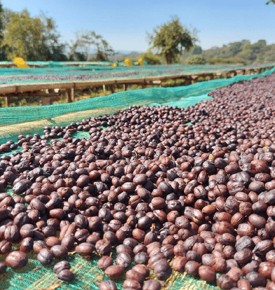 Ethiopia Worka Sakaro ANAEROBIC NATURAL - 5 lb Bag - Java Estate Roastery