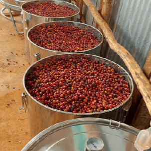 Ethiopia Worka Sakaro ANAEROBIC NATURAL - 5 lb Bag - Java Estate Roastery
