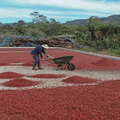 Costa Rica, San Marcos, Tarrazu F1 NATURAL - 5 lb Bag - Java Estate Roastery