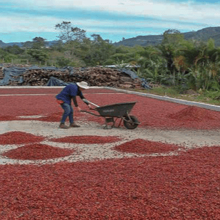 Costa Rica, San Marcos, Tarrazu F1 NATURAL - 5 lb Bag - Java Estate Roastery