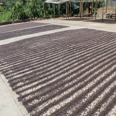 Costa Rica, San Marcos, Tarrazu F1 NATURAL - 5 lb Bag - Java Estate Roastery