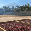 Guatemala Finca Medina Antigua NATURAL - 5 lb Bag - Java Estate Roastery