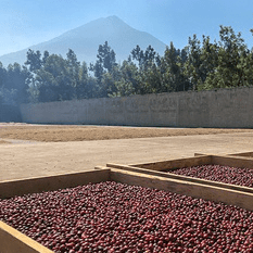Guatemala Finca Medina Antigua NATURAL - 5 lb Bag - Java Estate Roastery
