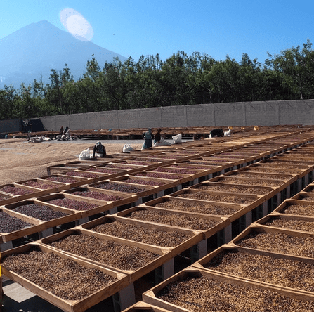 Guatemala Finca Medina Antigua NATURAL - 5 lb Bag - Java Estate Roastery