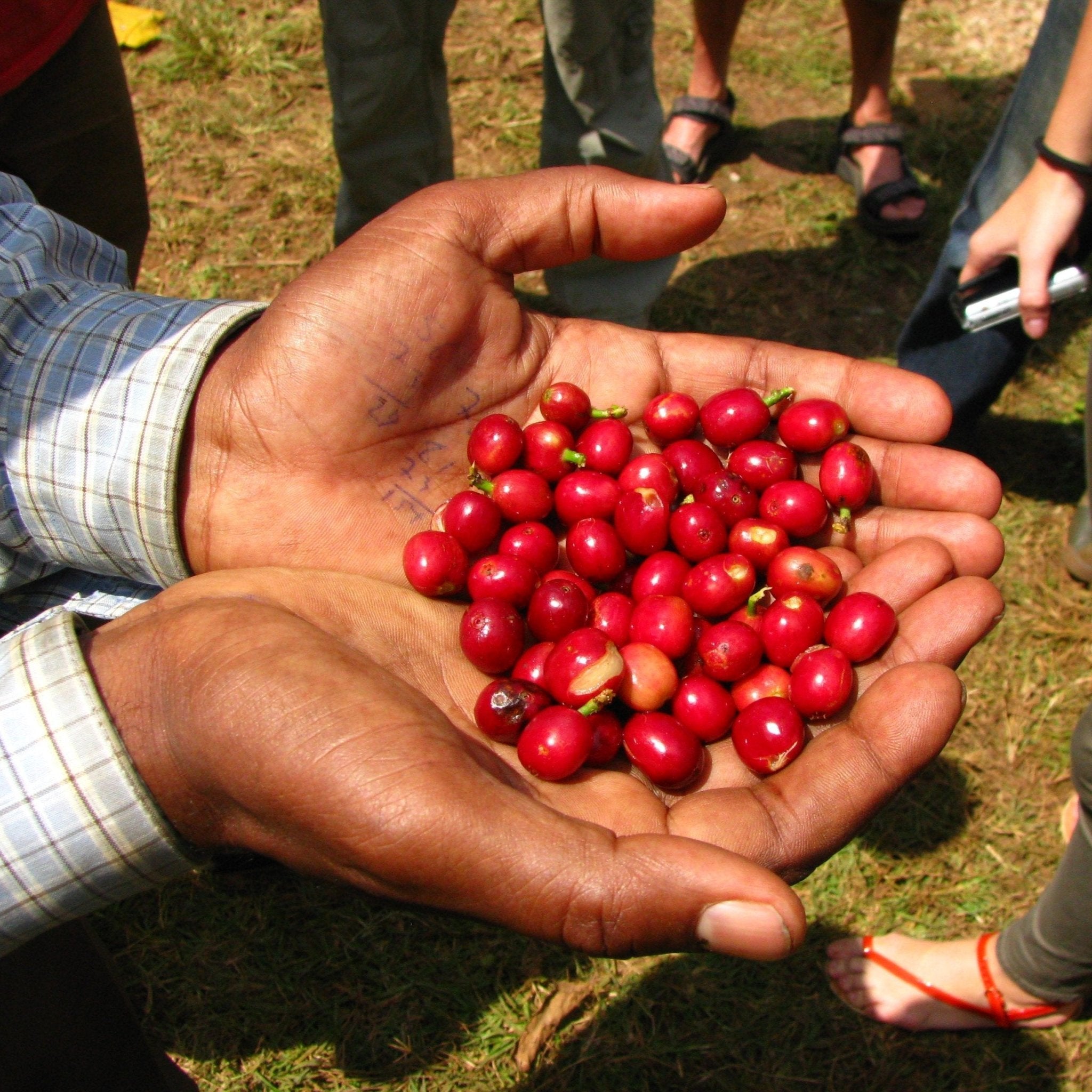 Ethiopia Sidamo - 5 lb Bag – Java Estate Roastery