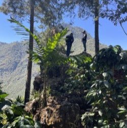 Guatemala El Sarral - 5 lb Bag - Java Estate Roastery